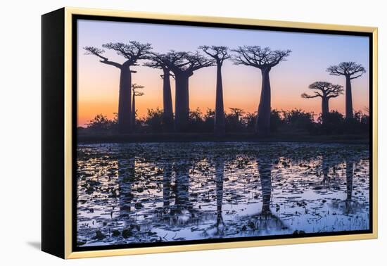 Baobab Trees (Adansonia Grandidieri) Reflecting in the Water at Sunset-G&M Therin-Weise-Framed Premier Image Canvas