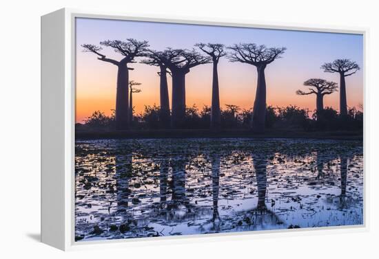 Baobab Trees (Adansonia Grandidieri) Reflecting in the Water at Sunset-G&M Therin-Weise-Framed Premier Image Canvas