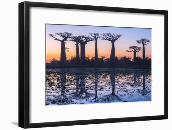 Baobab Trees (Adansonia Grandidieri) Reflecting in the Water at Sunset-G&M Therin-Weise-Framed Photographic Print