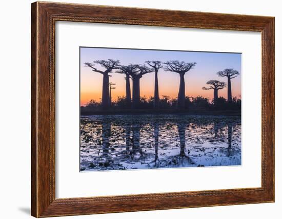 Baobab Trees (Adansonia Grandidieri) Reflecting in the Water at Sunset-G&M Therin-Weise-Framed Photographic Print