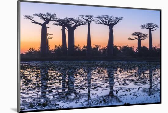 Baobab Trees (Adansonia Grandidieri) Reflecting in the Water at Sunset-G&M Therin-Weise-Mounted Photographic Print