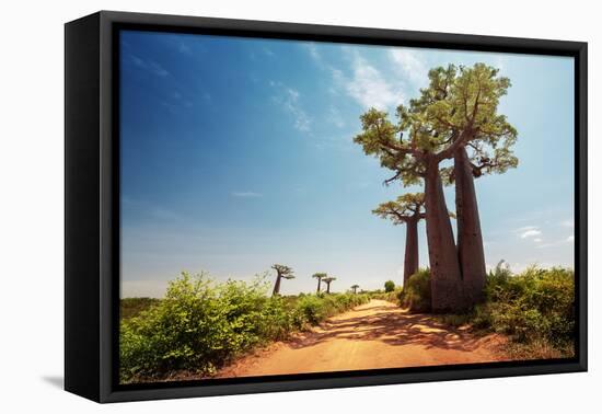 Baobab Trees along the Unpaved Red Road at Sunny Hot Day. Madagascar-Dudarev Mikhail-Framed Premier Image Canvas