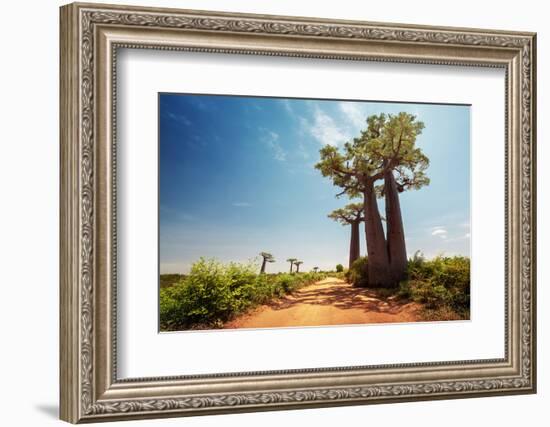 Baobab Trees along the Unpaved Red Road at Sunny Hot Day. Madagascar-Dudarev Mikhail-Framed Photographic Print