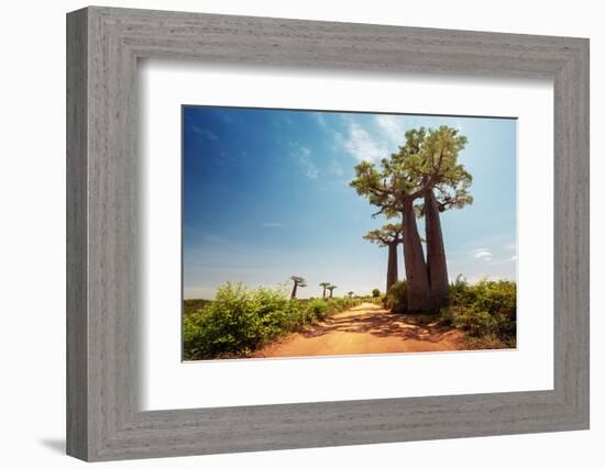 Baobab Trees along the Unpaved Red Road at Sunny Hot Day. Madagascar-Dudarev Mikhail-Framed Photographic Print