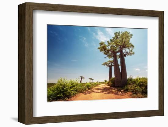 Baobab Trees along the Unpaved Red Road at Sunny Hot Day. Madagascar-Dudarev Mikhail-Framed Photographic Print