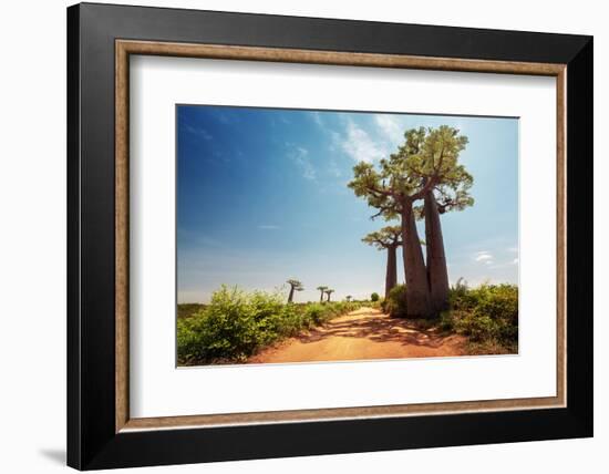 Baobab Trees along the Unpaved Red Road at Sunny Hot Day. Madagascar-Dudarev Mikhail-Framed Photographic Print