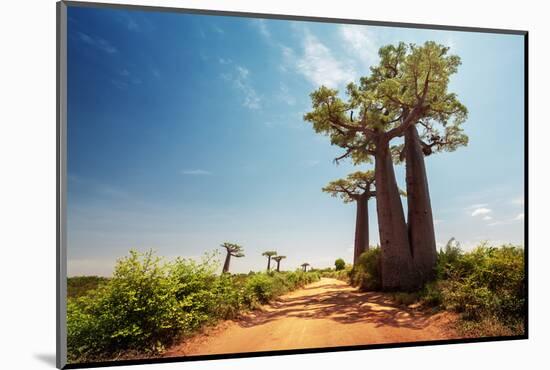 Baobab Trees along the Unpaved Red Road at Sunny Hot Day. Madagascar-Dudarev Mikhail-Mounted Photographic Print