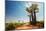 Baobab Trees along the Unpaved Red Road at Sunny Hot Day. Madagascar-Dudarev Mikhail-Mounted Photographic Print