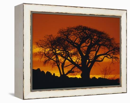 Baobab Trees at Sunset-Paul Souders-Framed Premier Image Canvas