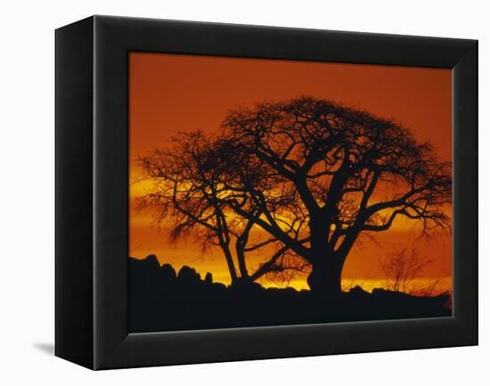 Baobab Trees at Sunset-Paul Souders-Framed Premier Image Canvas