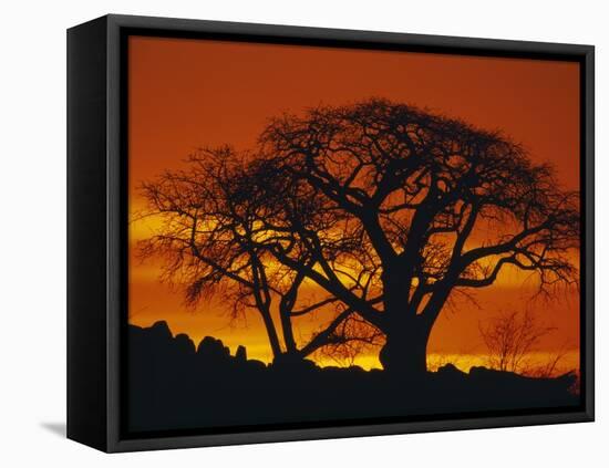 Baobab Trees at Sunset-Paul Souders-Framed Premier Image Canvas