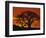 Baobab Trees at Sunset-Paul Souders-Framed Photographic Print