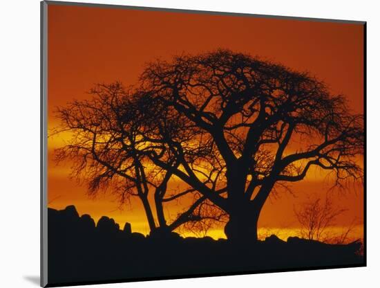 Baobab Trees at Sunset-Paul Souders-Mounted Photographic Print