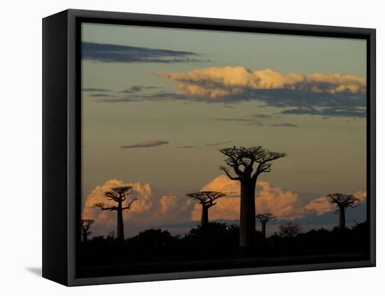 Baobab Trees in Baobabs Avenue, Near Morondava, West Madagascar-Inaki Relanzon-Framed Premier Image Canvas