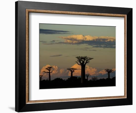 Baobab Trees in Baobabs Avenue, Near Morondava, West Madagascar-Inaki Relanzon-Framed Photographic Print