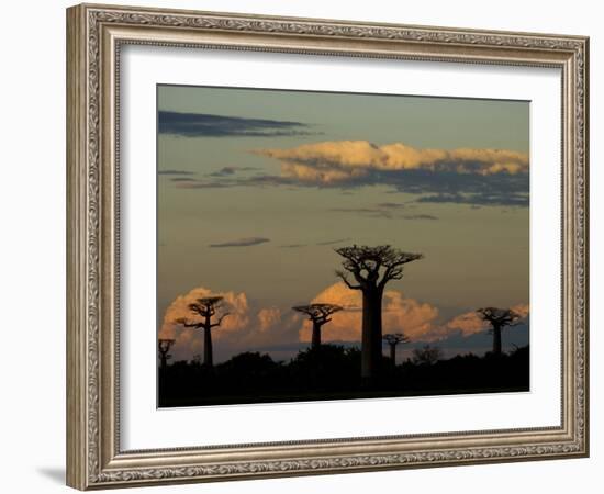 Baobab Trees in Baobabs Avenue, Near Morondava, West Madagascar-Inaki Relanzon-Framed Photographic Print