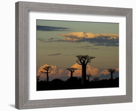 Baobab Trees in Baobabs Avenue, Near Morondava, West Madagascar-Inaki Relanzon-Framed Photographic Print