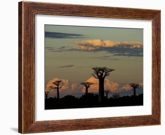 Baobab Trees in Baobabs Avenue, Near Morondava, West Madagascar-Inaki Relanzon-Framed Photographic Print