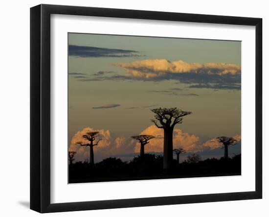 Baobab Trees in Baobabs Avenue, Near Morondava, West Madagascar-Inaki Relanzon-Framed Photographic Print