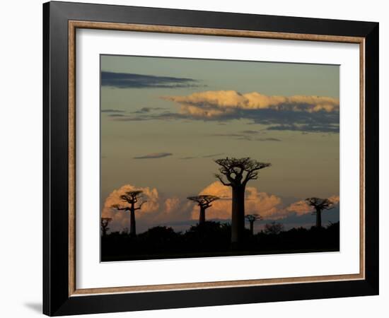 Baobab Trees in Baobabs Avenue, Near Morondava, West Madagascar-Inaki Relanzon-Framed Photographic Print