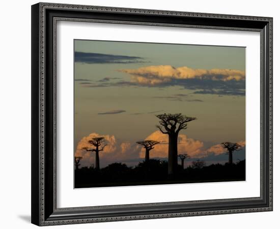 Baobab Trees in Baobabs Avenue, Near Morondava, West Madagascar-Inaki Relanzon-Framed Photographic Print