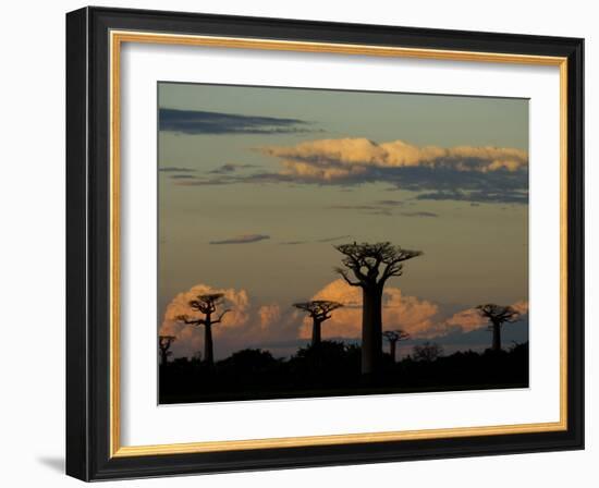 Baobab Trees in Baobabs Avenue, Near Morondava, West Madagascar-Inaki Relanzon-Framed Photographic Print