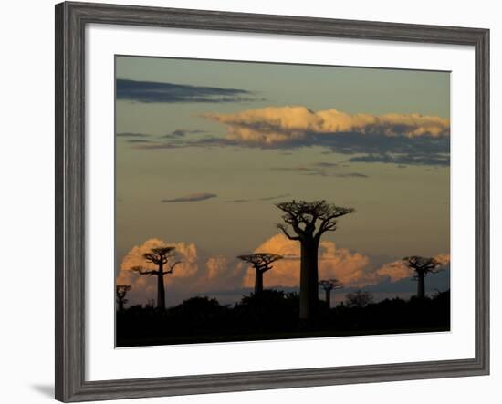 Baobab Trees in Baobabs Avenue, Near Morondava, West Madagascar-Inaki Relanzon-Framed Photographic Print