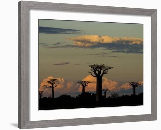 Baobab Trees in Baobabs Avenue, Near Morondava, West Madagascar-Inaki Relanzon-Framed Photographic Print