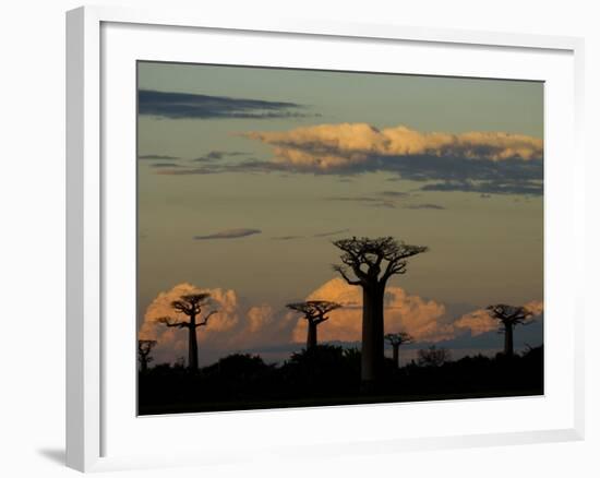 Baobab Trees in Baobabs Avenue, Near Morondava, West Madagascar-Inaki Relanzon-Framed Photographic Print