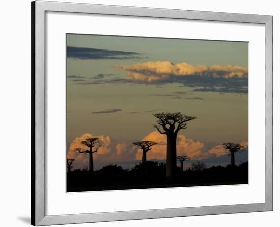 Baobab Trees in Baobabs Avenue, Near Morondava, West Madagascar-Inaki Relanzon-Framed Photographic Print