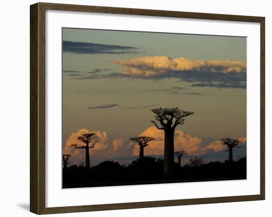 Baobab Trees in Baobabs Avenue, Near Morondava, West Madagascar-Inaki Relanzon-Framed Photographic Print