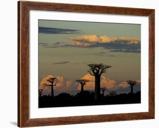 Baobab Trees in Baobabs Avenue, Near Morondava, West Madagascar-Inaki Relanzon-Framed Photographic Print