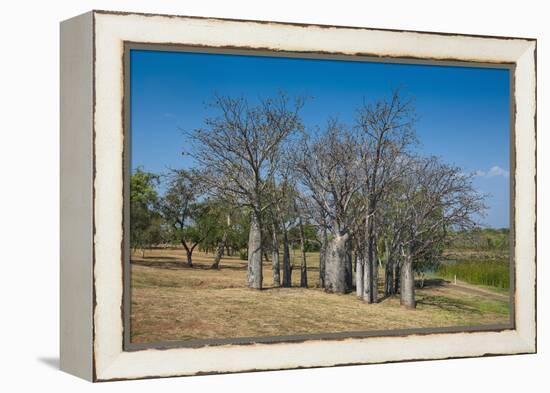 Baobab Trees in Kununurra, Kimberleys, Western Australia, Australia, Pacific-Michael Runkel-Framed Premier Image Canvas