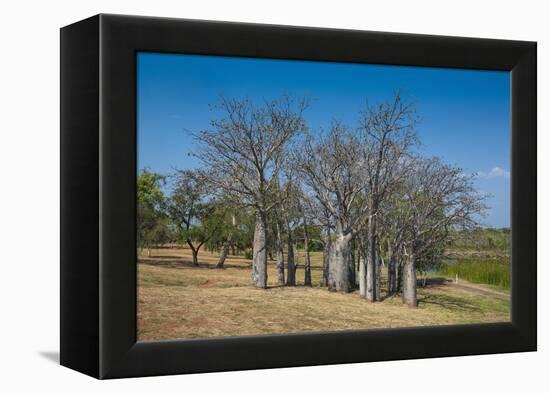 Baobab Trees in Kununurra, Kimberleys, Western Australia, Australia, Pacific-Michael Runkel-Framed Premier Image Canvas