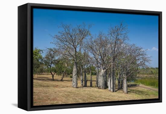 Baobab Trees in Kununurra, Kimberleys, Western Australia, Australia, Pacific-Michael Runkel-Framed Premier Image Canvas