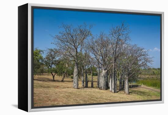 Baobab Trees in Kununurra, Kimberleys, Western Australia, Australia, Pacific-Michael Runkel-Framed Premier Image Canvas