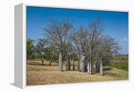 Baobab Trees in Kununurra, Kimberleys, Western Australia, Australia, Pacific-Michael Runkel-Framed Premier Image Canvas