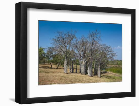 Baobab Trees in Kununurra, Kimberleys, Western Australia, Australia, Pacific-Michael Runkel-Framed Photographic Print