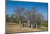 Baobab Trees in Kununurra, Kimberleys, Western Australia, Australia, Pacific-Michael Runkel-Mounted Photographic Print