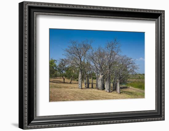 Baobab Trees in Kununurra, Kimberleys, Western Australia, Australia, Pacific-Michael Runkel-Framed Photographic Print