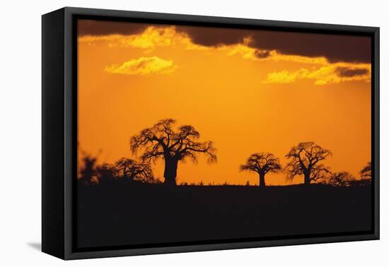 Baobab Trees in the Sunset-DLILLC-Framed Premier Image Canvas