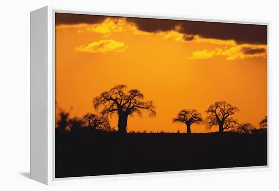 Baobab Trees in the Sunset-DLILLC-Framed Premier Image Canvas