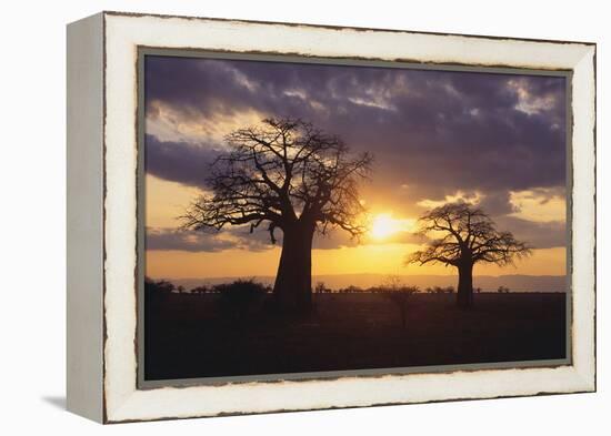 Baobab Trees in the Sunset-DLILLC-Framed Premier Image Canvas