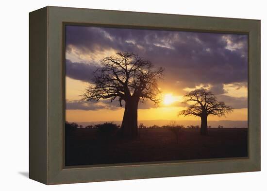 Baobab Trees in the Sunset-DLILLC-Framed Premier Image Canvas