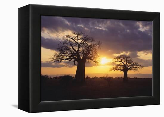 Baobab Trees in the Sunset-DLILLC-Framed Premier Image Canvas