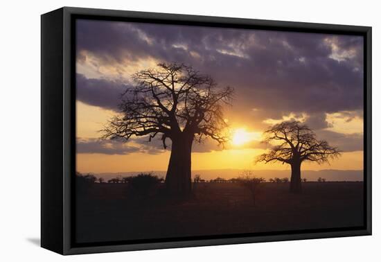 Baobab Trees in the Sunset-DLILLC-Framed Premier Image Canvas