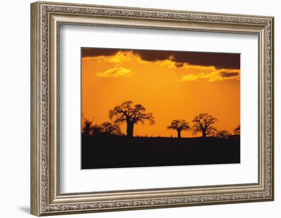 Baobab Trees in the Sunset-DLILLC-Framed Photographic Print
