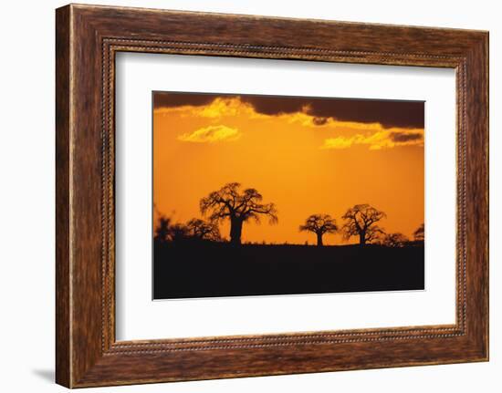 Baobab Trees in the Sunset-DLILLC-Framed Photographic Print