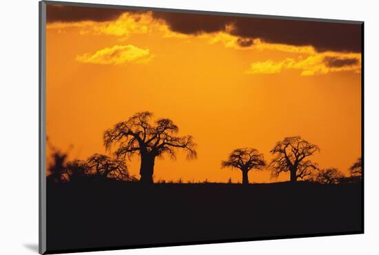 Baobab Trees in the Sunset-DLILLC-Mounted Photographic Print
