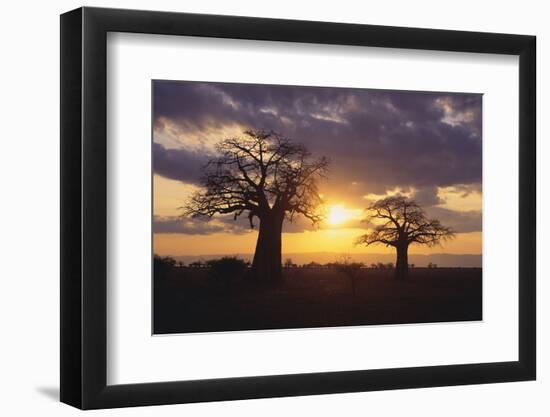 Baobab Trees in the Sunset-DLILLC-Framed Photographic Print